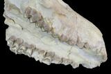 Oreodont (Merycoidodon) Partial Skull - Wyoming #95060-6